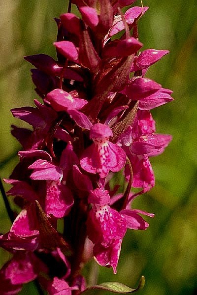 Dactylorhiza majalis 370.jpg