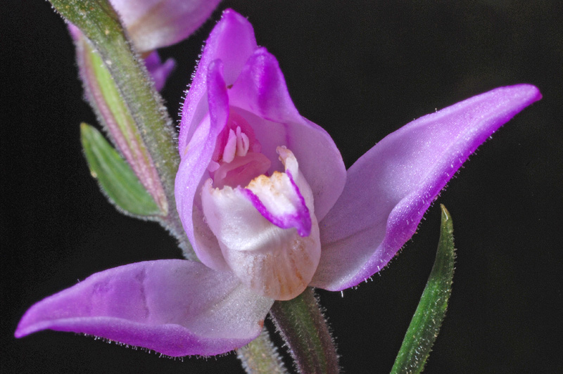 Cephalanthera rubra (8).jpg