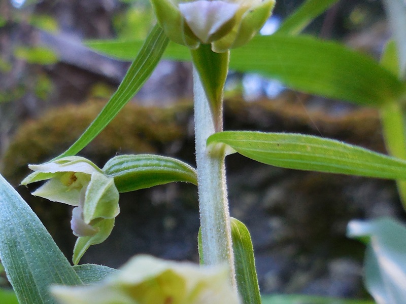 Acqua verde 010-crop.JPG