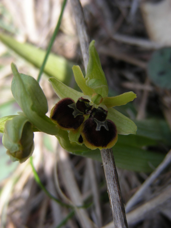1 Triora 06042008.jpg