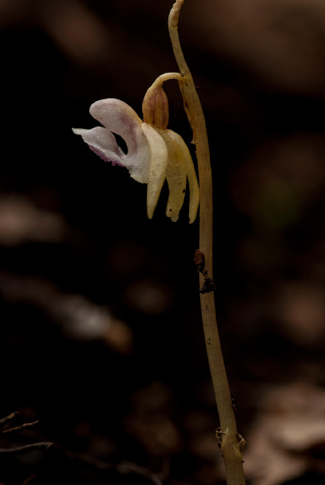 Ep-aphyllum-832.jpg