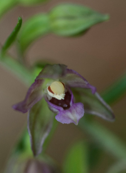 Epi-placentina-7905.jpg