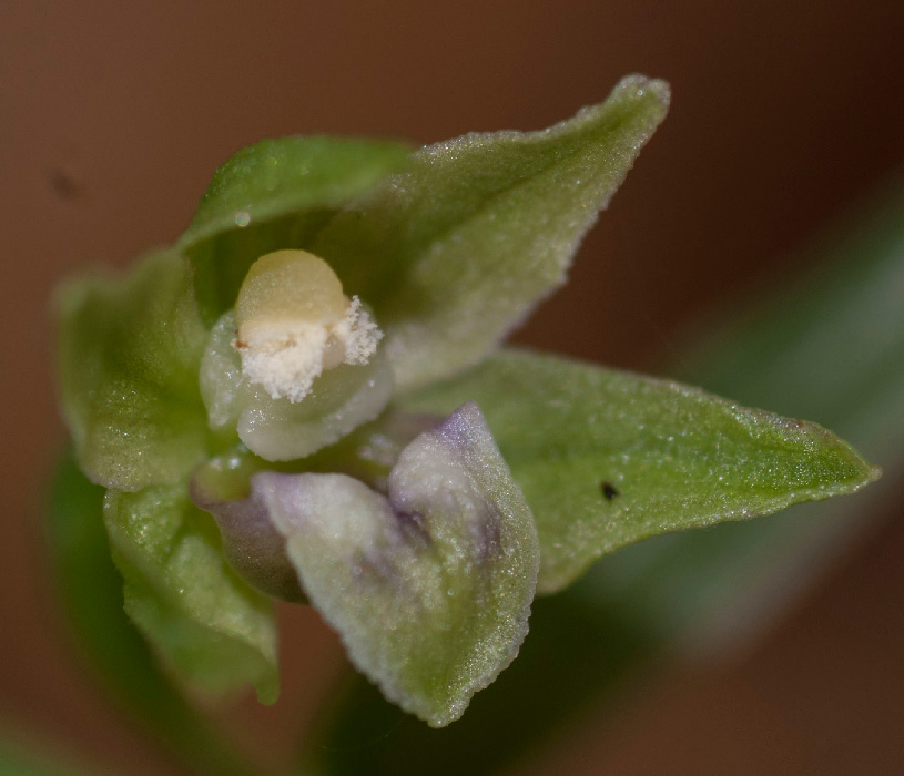 Epi-persica-subsp-gracilis-7581.jpg