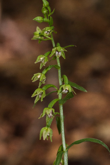 Epi-persica-subsp-gracilis-7575.jpg