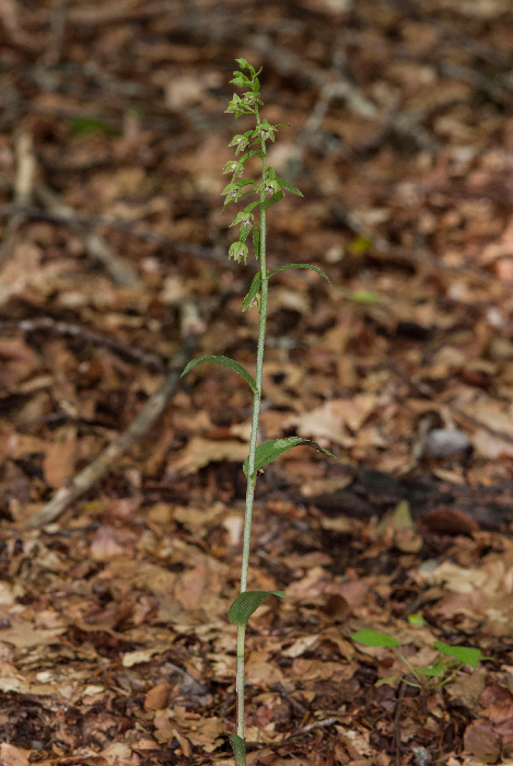 Epi-persica-subsp-gracilis-7563.jpg