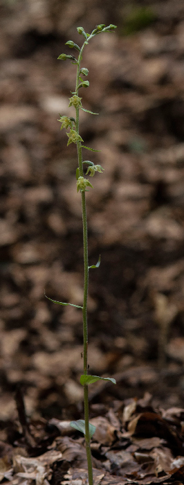 Epi-microphylla-7404.jpg