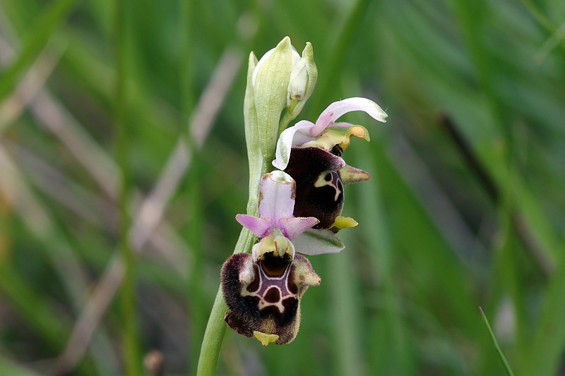 2m-ophrys-appennina.jpg