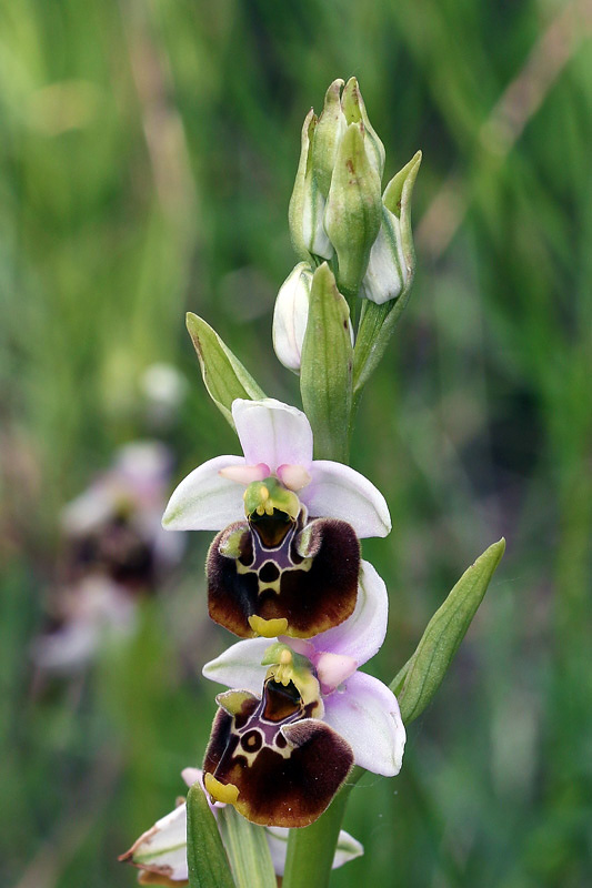 3m-ophrys-appennina.jpg
