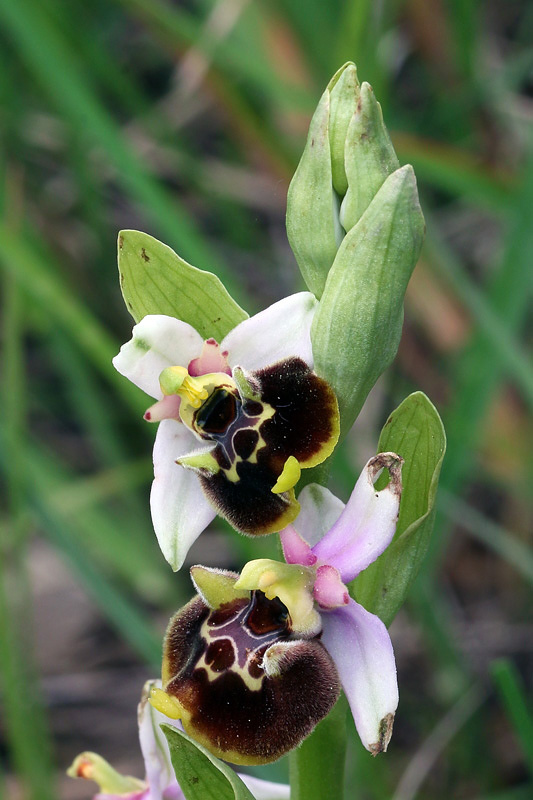 4m-ophrys-appennina.jpg