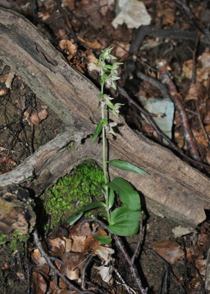 campocecina 020814 011.jpg