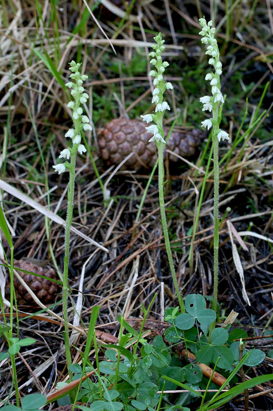 2m-goodyera-repens.jpg