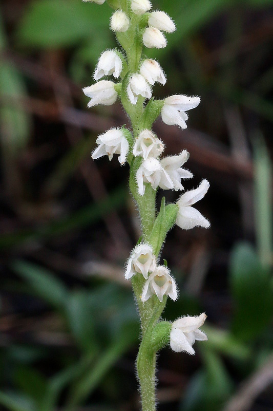 5m-goodyera-repens.jpg