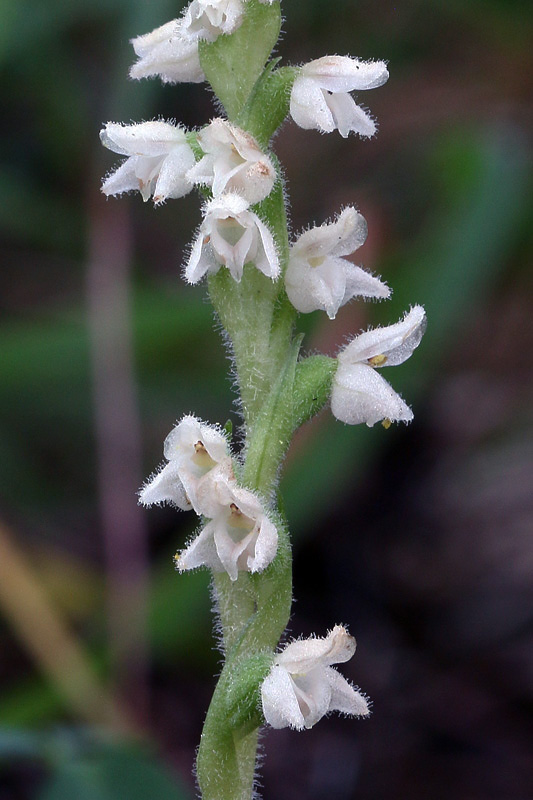 6m-goodyera-repens.jpg