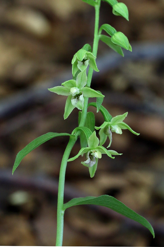 2m-epipactis-exilis.jpg