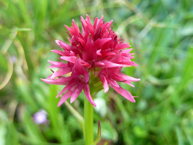 Nigritella (2).jpg