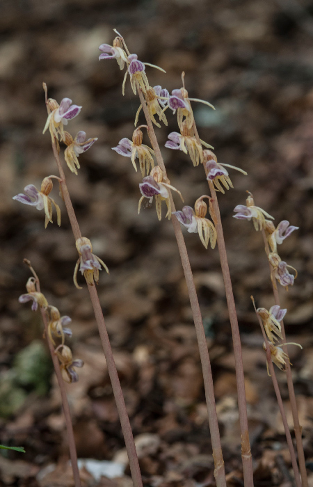 Epipogium-8688.jpg