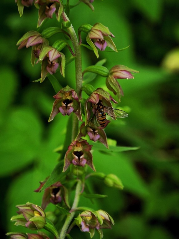 Epipactis helleborine 1068 - Copia.JPG