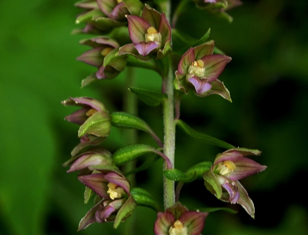 Epipactis helleborine 1069 - Copia.JPG