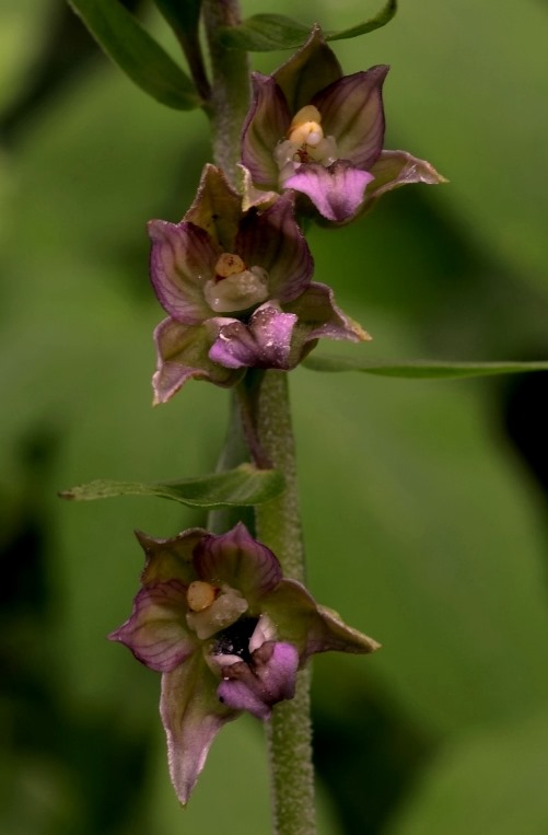 Epipactis helleborine_0001 - Copia.JPG