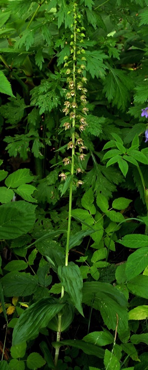 Epipactis helleborine subsp. orbicularis  1066.JPG