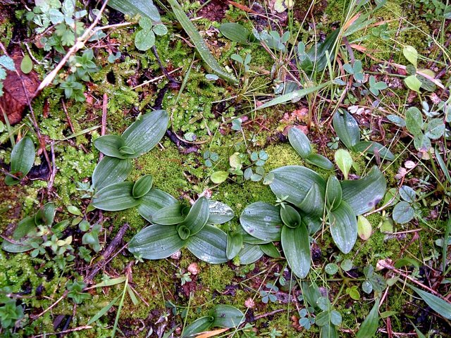 Ophrys bombyliflora-1.jpg