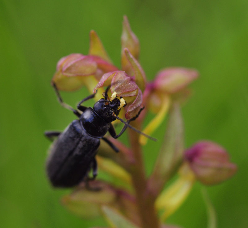 Cantharis sp. con pollinii su Coeloglossum viride.jpg