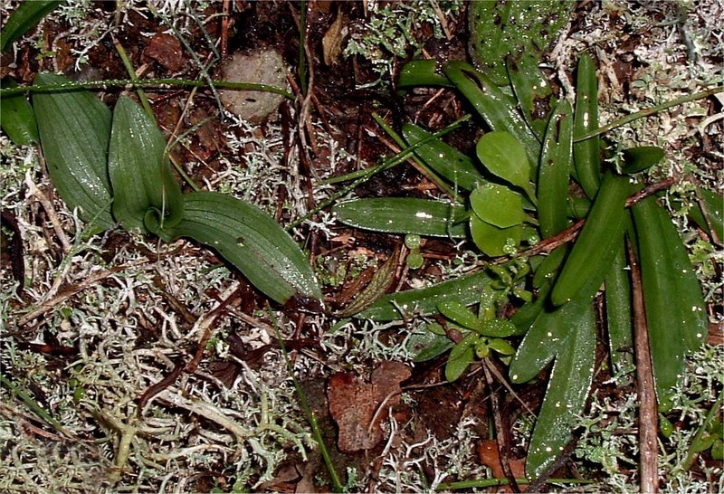 Neotinea e Anacamptis.jpg