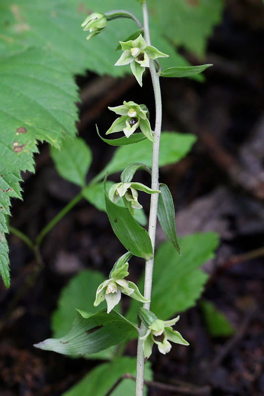 1m-epipactis-autumnalis.jpg