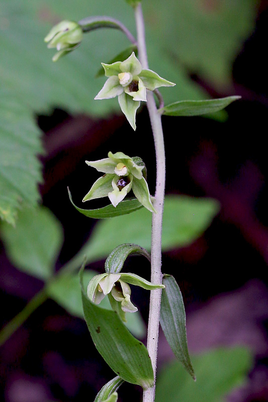 3m-epipactis-autumnalis.jpg