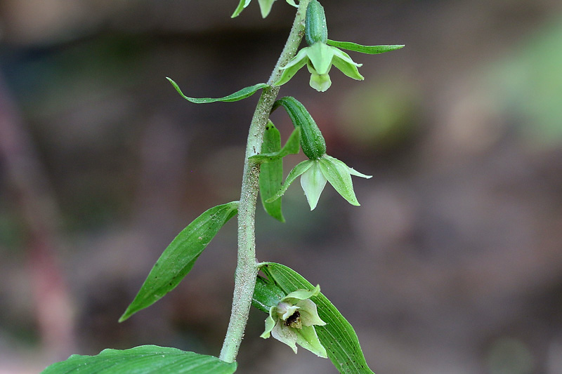 2m-epipactis-autumnalis.jpg