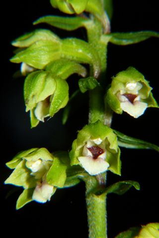 Epi. pontica Amiata .JPG