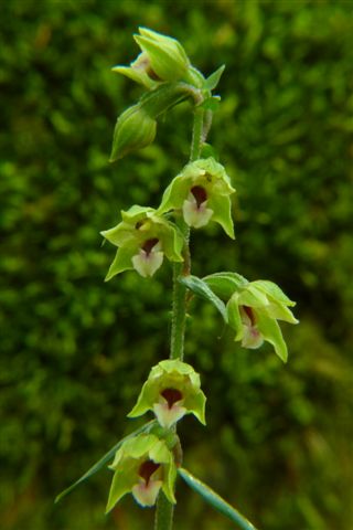 Epip. pontica  M. Amiata..JPG