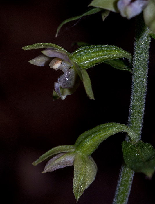 6_Epi-23-Ag-1820.jpg