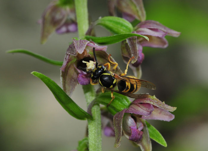 Imenottero su Epipactis helleborine .jpg