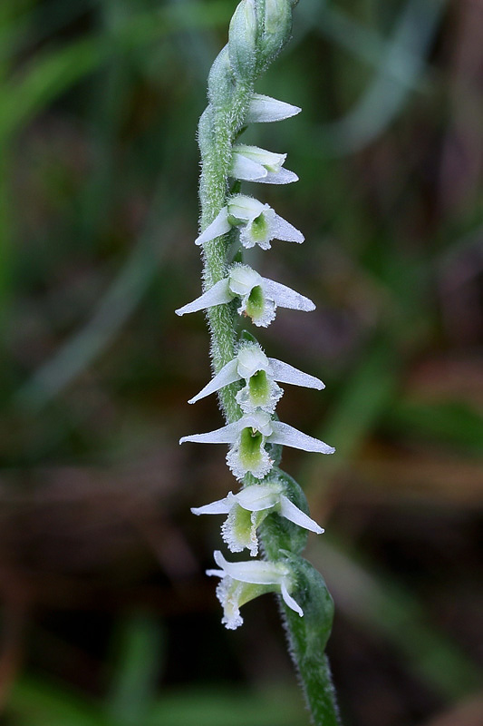 2g-spiranthes-spiralis.jpg