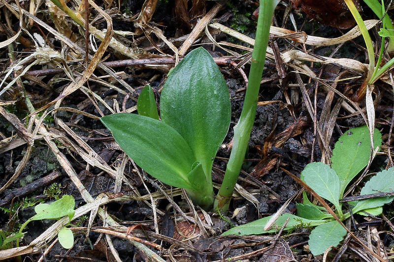 3g-spiranthes-spiralis.jpg