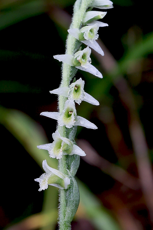 5g-spiranthes-spiralis.jpg