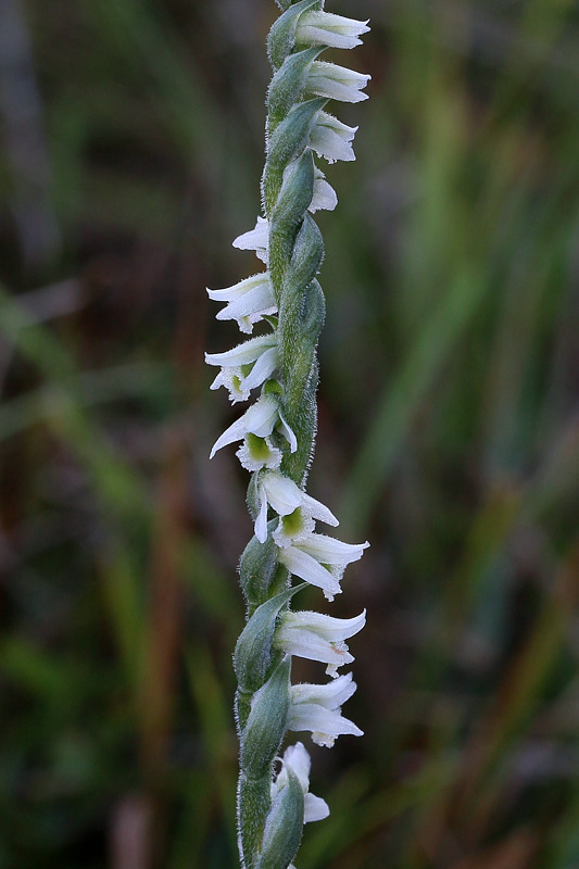 123m-spiranthes-spiralis-XMG_5136.jpg