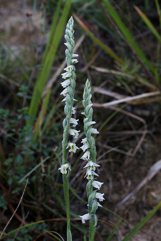 129m-spiranthes-spiralis-XMG_5178.jpg