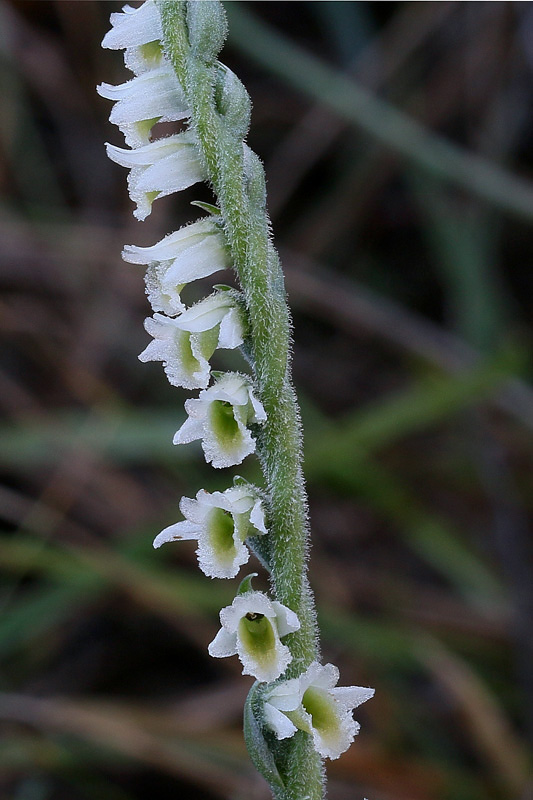 131m-spiranthes-spiralis-XMG_5204.jpg