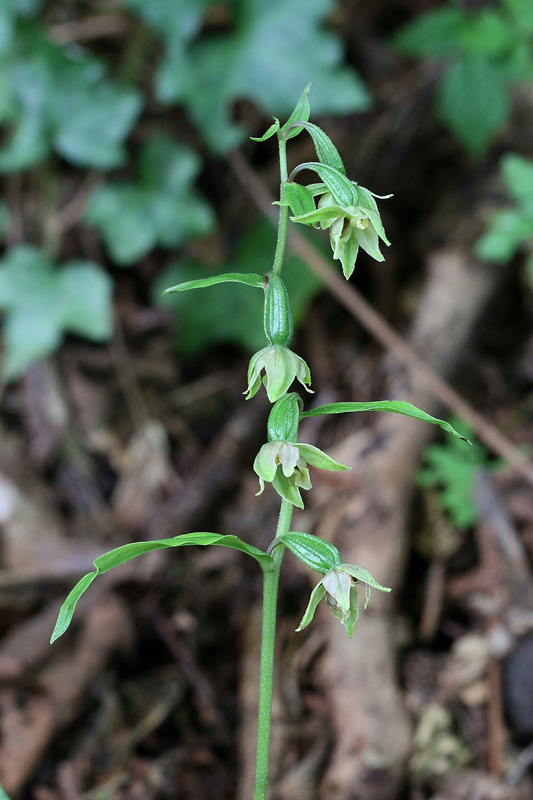 23m-epipactis-autumnalis-XMG_4780.jpg