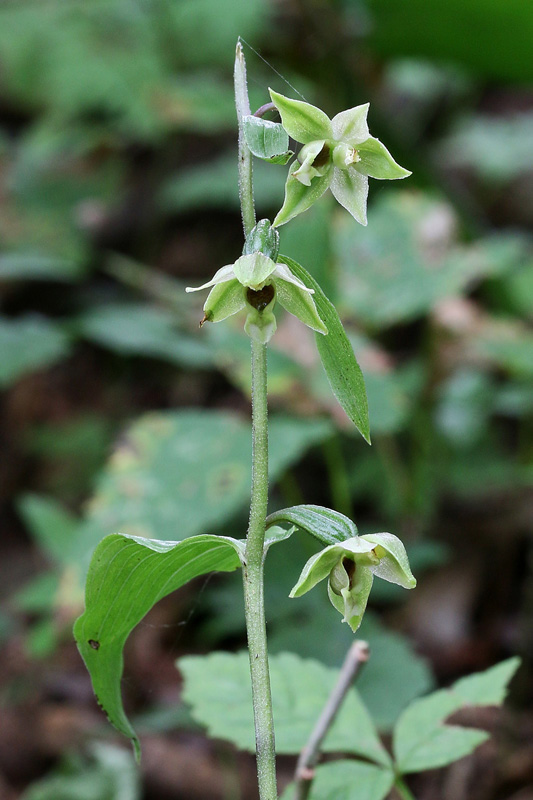 26m-epipactis-autumnalis-XMG_4803.jpg