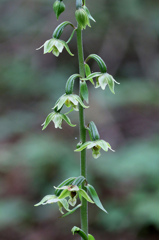 28m-epipactis-autumnalis-XMG_4806.jpg