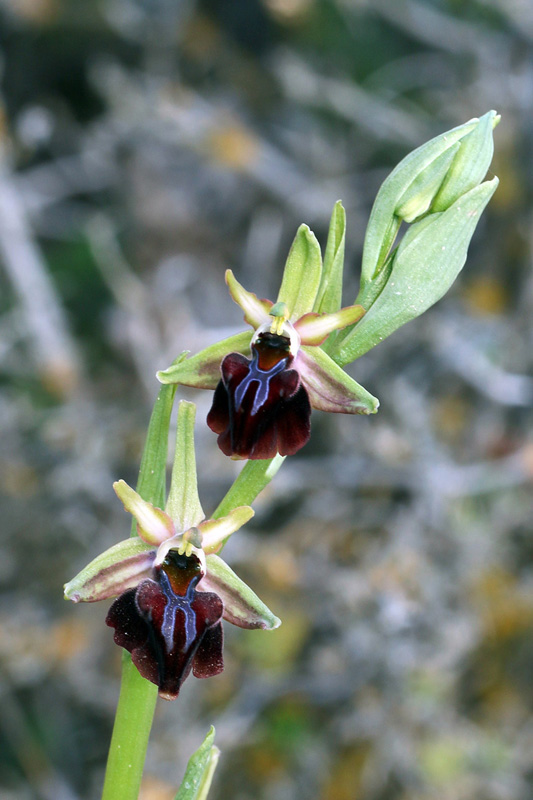 1g-ophrys-alasiatica.jpg