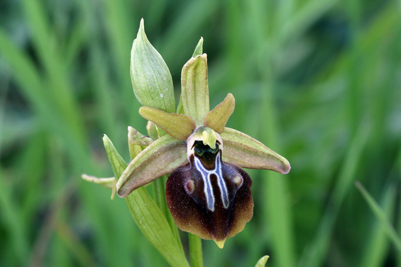 2g-ophrys-alasiatica.jpg