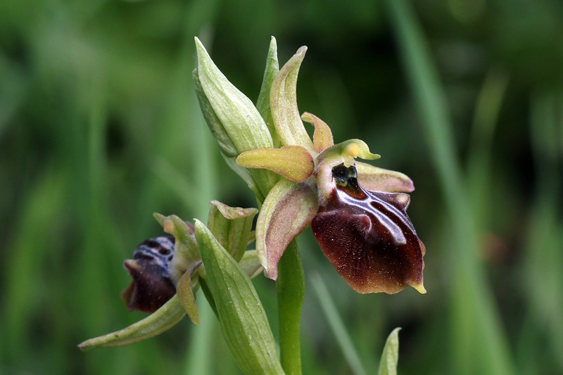 3g-ophrys-alasiatica-XMG_7350.jpg