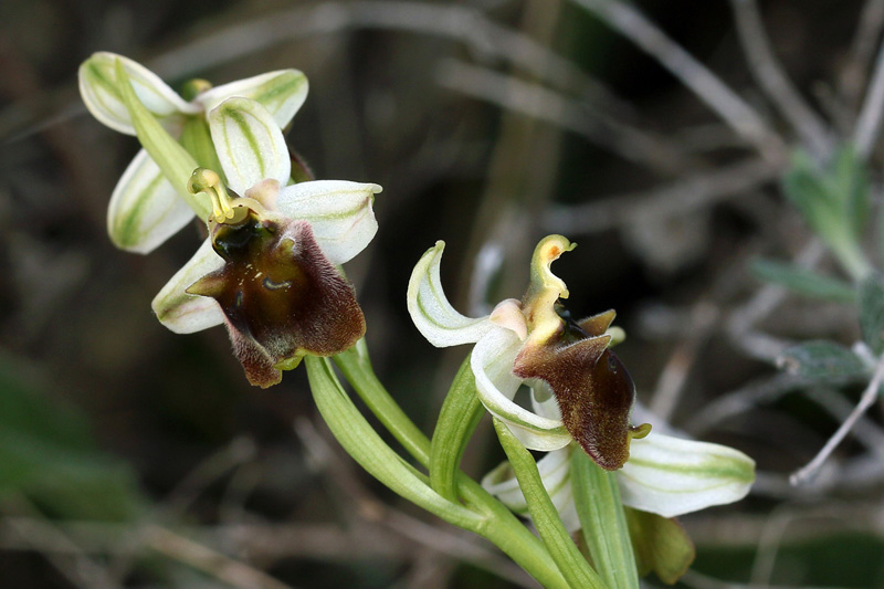 1g-ophrys-levantina.jpg