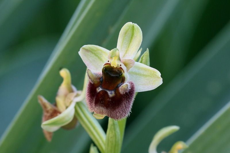 2g-ophrys-levantina.jpg