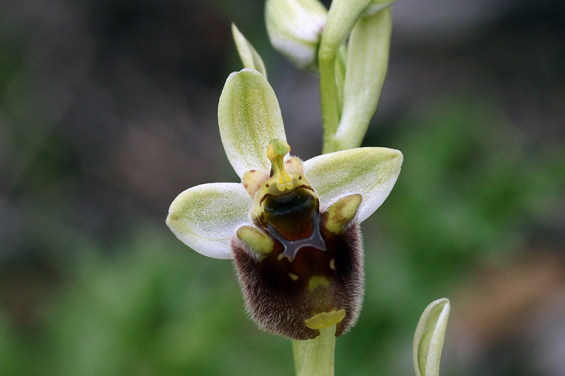 3g-ophrys-levantina.jpg