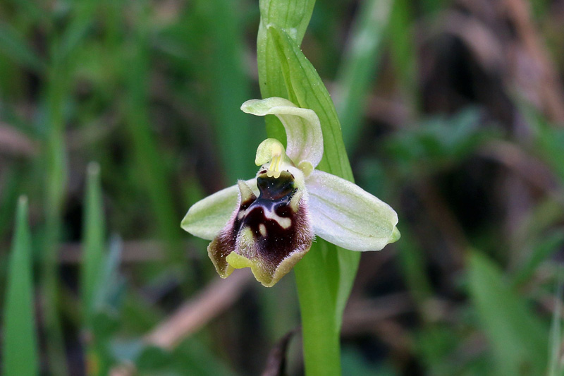 1g-ophrys-bornmuelleri.jpg